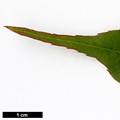 SpeciesSub: var. salweenense